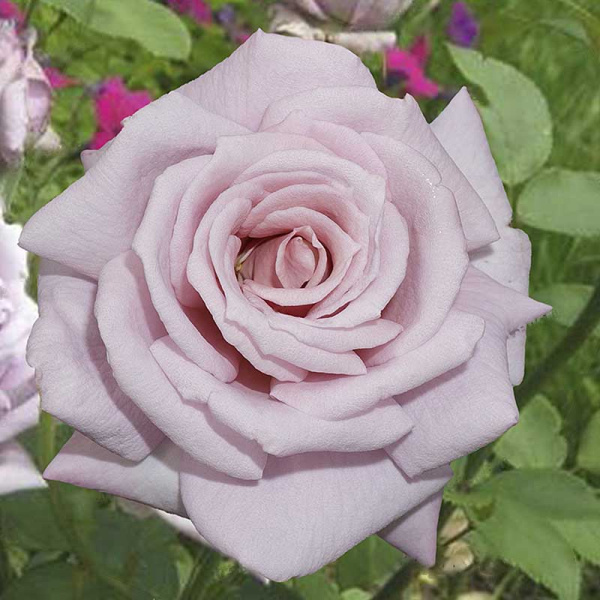 Роза чайно-гибридная Голубой Нил Садовита