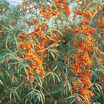 Облепиха Чуйская Садовита