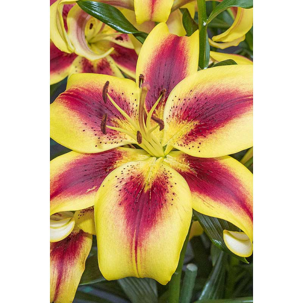 Лилия Вива Ла Вида 12/14 5 шт Садовита