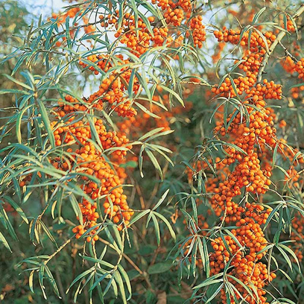 Облепиха Чуйская Садовита