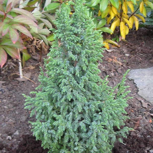 Можжевельник Пинга Лодери P9 шт