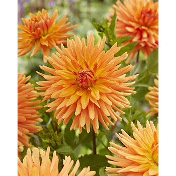 Георгина Людвиг Хелферт I 15 шт Шоу-Бокс 12898 