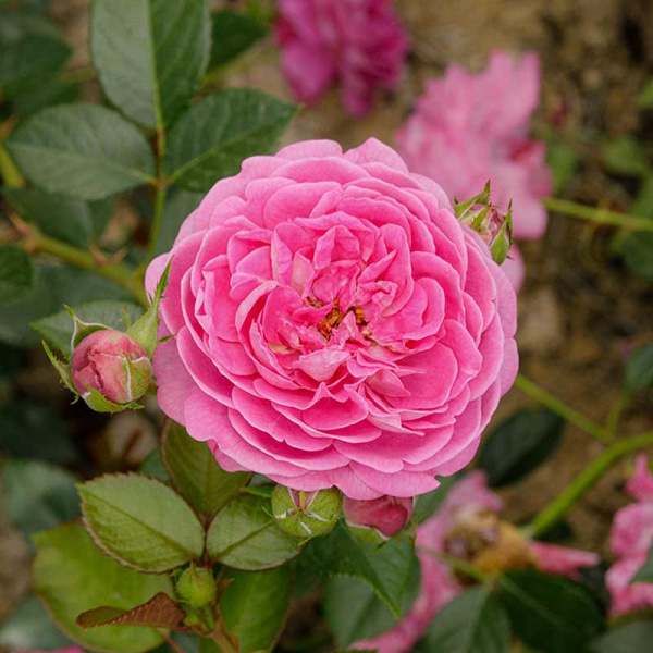 Роза почвопокровная Сиреневый Дождь Садовита