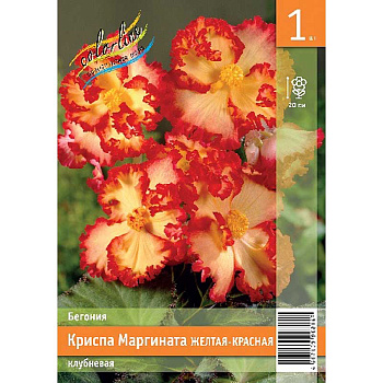 Бегония Криспа Маргината Желтая-Красная 5/6 1 Эконом шт 