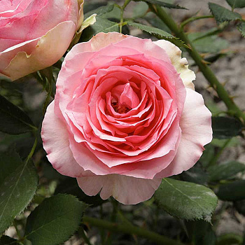 Роза шраб Ферст леди (английская) Садовита