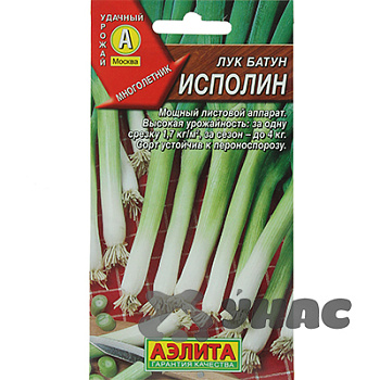 Лук батун Исполин Аэлита Ц