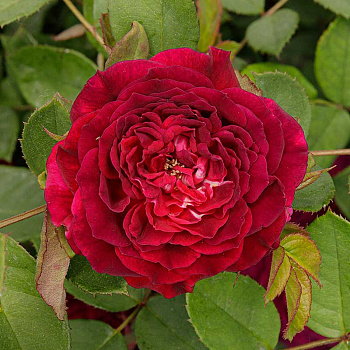 Роза Шраб Артур Де Сансаль Садовита