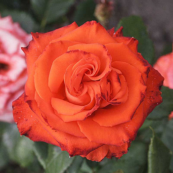 Роза флорибунда Мерседес Садовита