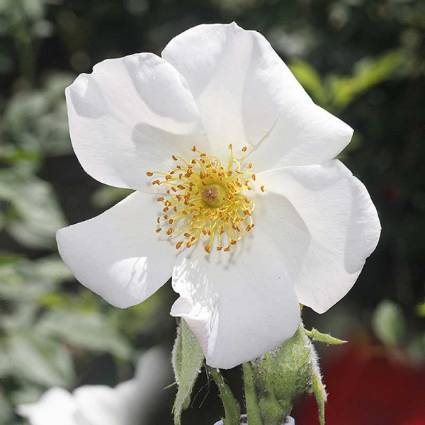 Роза Канадская (плетистая) Невада Садовита