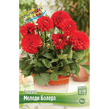 Георгина Мелоди Болеро I 1 шт