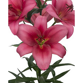 16203 Биг-Пак Лилия Мерлин 10/12 25 шт 