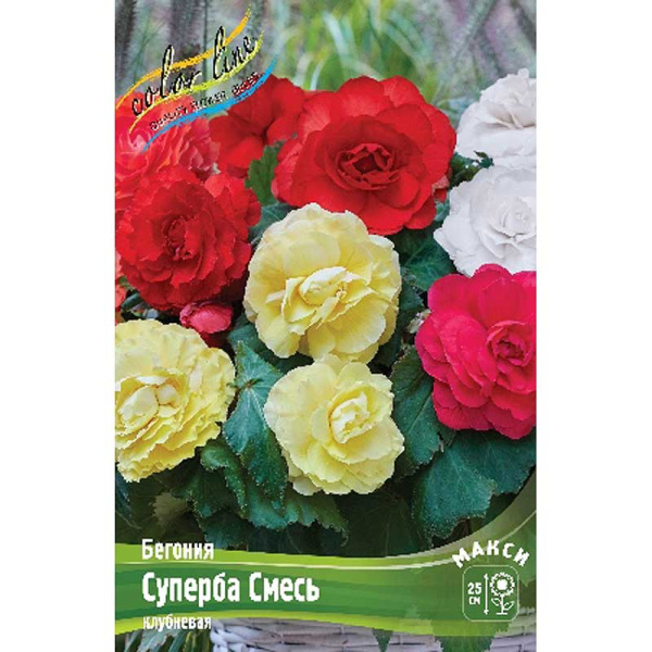 Бегония Суперба Смесь 4/5 3 шт 