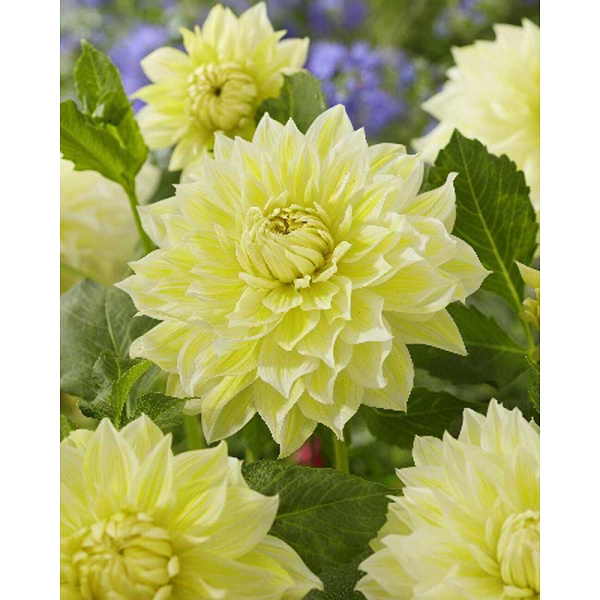 Георгина Ла Луна I 1 шт