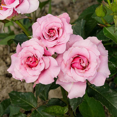 Роза флорибунда Санта Барбара Садовита