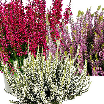 16741 Вереск Обыкновенный Трио Герлс (Милва-Хелена-Лилит) P15 конт. шт