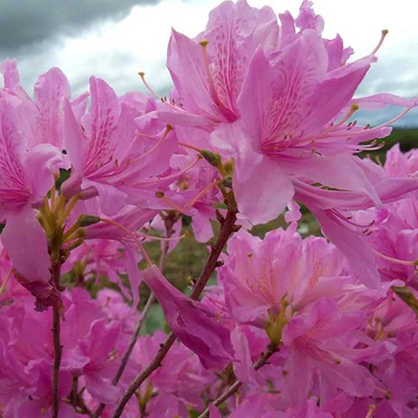 Азалия японская Вестерн Лайтс P9 шт Садовита