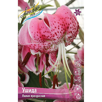 Лилия Сп. Ушида 12/14 5 шт 