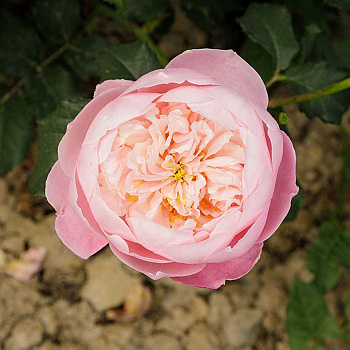 Роза шраб Плум Садовита