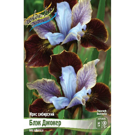Ирис Сибирский Блэк Джокер I 25 шт Биг-пак 9342