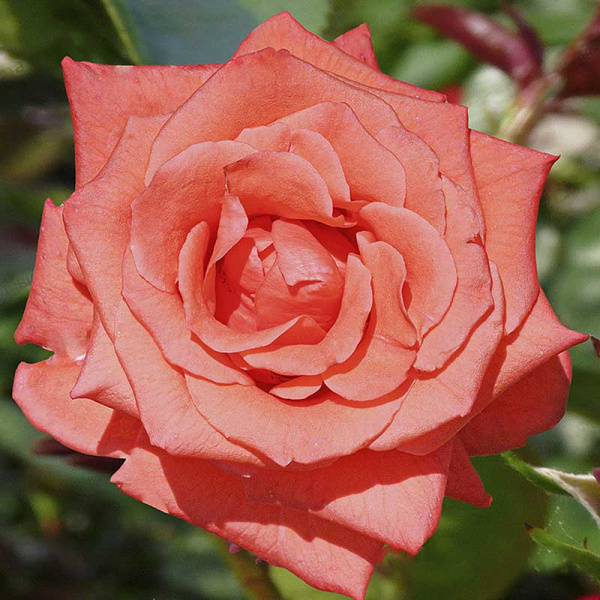 Роза чайно-гибридная Муви стар Садовита