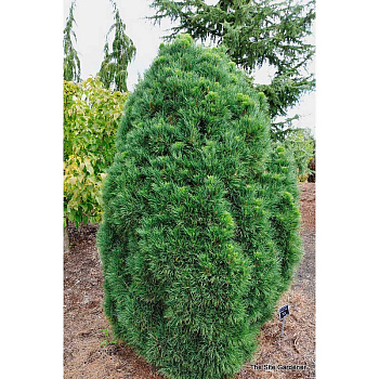 15915 Сосна Обыкновенная Глобоза Виридиз C1.5 ,шт