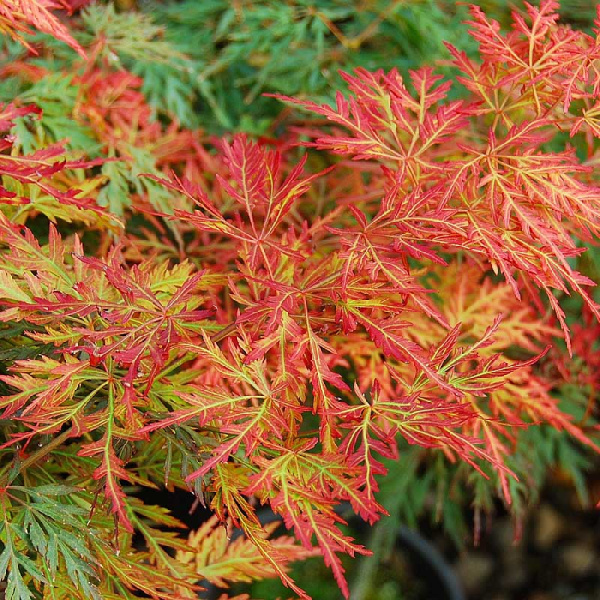 Клен Дланевидный Оранжеола C2