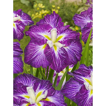 Ирис Мечевидный Динерплейт Джелл-О I 1 шт