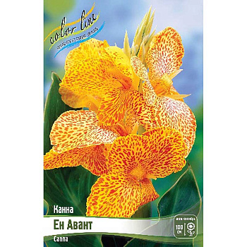 Канна (Зелен) Ен Авант I 1 шт
