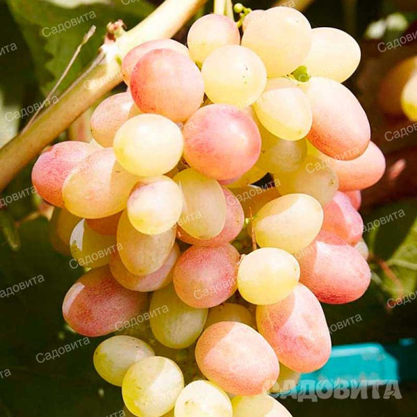 Виноград Тасон очень ранний Садовита