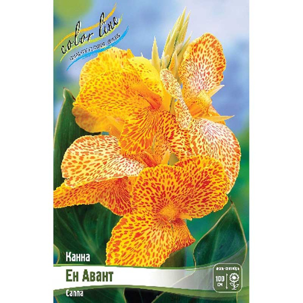 Канна (Зелен) Ен Авант I 1 шт