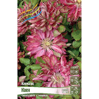 Клематис Каен I 25 шт Биг-пак 498