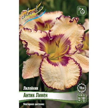 Лилейник Антик Линен I 1 шт 