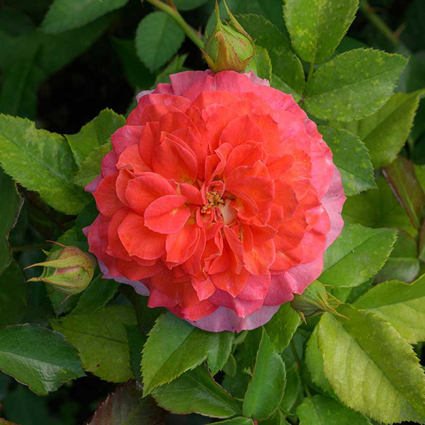 Роза шраб (английская) Кристофер Марлоу Садовита