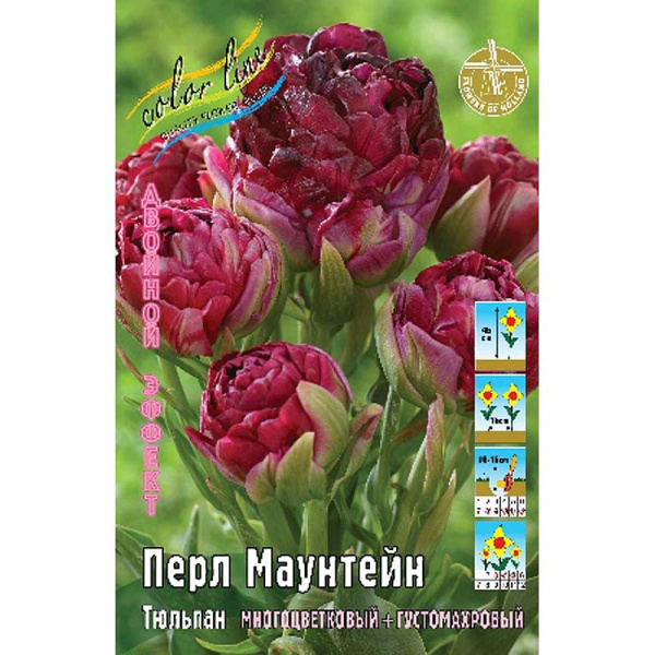 Шоу-Бокс Тюльпан Перл Маунтейн 11/12 50 шт