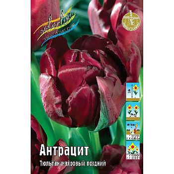 Тюльпан Антрацит 11/12 7 шт