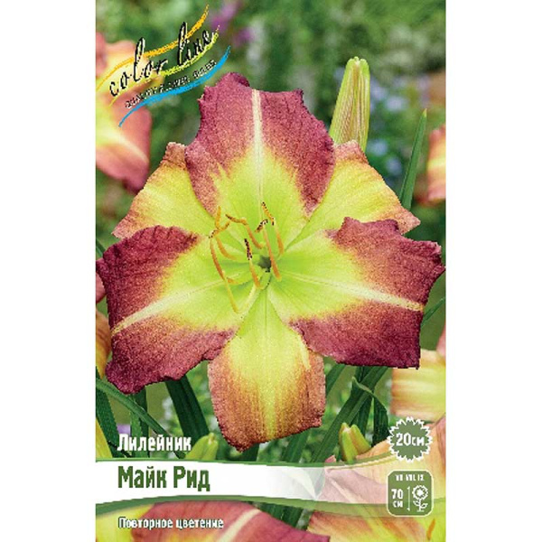 Лилейник Майк Рид I 1 шт