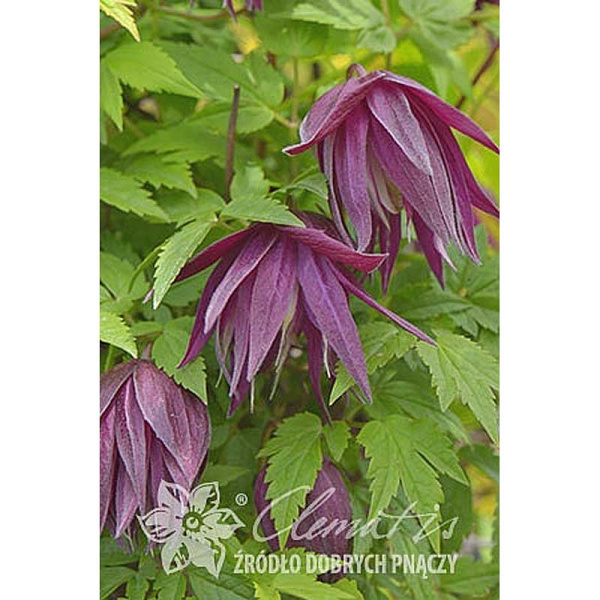 Клематис Пурпл Сюрпрайз P9