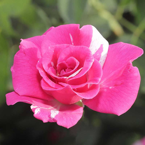 Роза шраб Роза Мунди Садовита