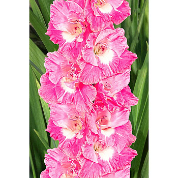 Гладиолус Пинк Пэррот 10/12 8 шт Садовита