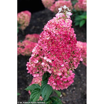 Гортензия Метельчатая Строуберри Блоссом P9