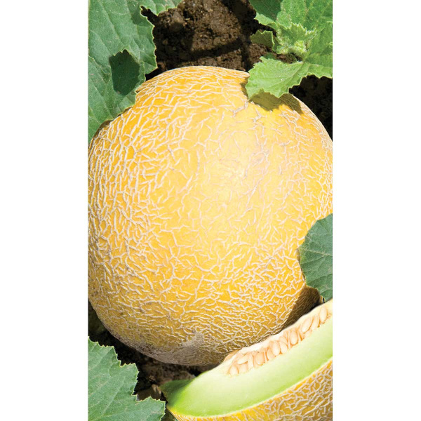 Дыня Августин F1 3 шт Greenomica/Садовита Ц