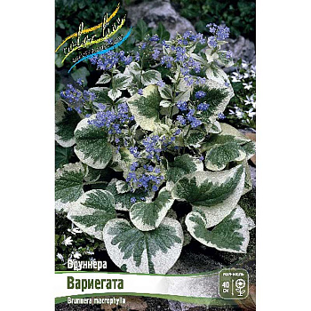 Бруннера Вариегата I 1 шт