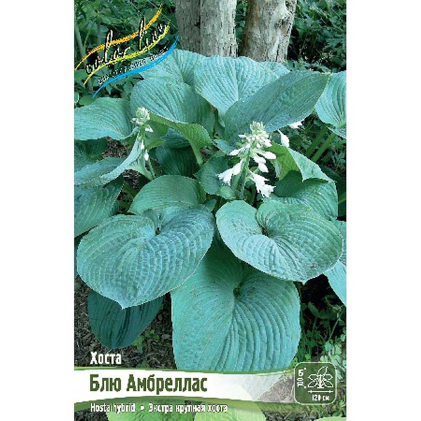 Хоста Блю Амбреллас 1 n 1 шт