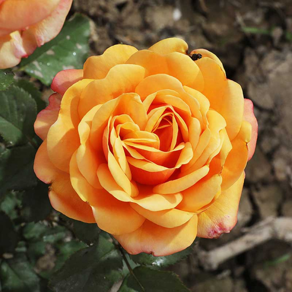 Роза чайно-гибридная Вип нью оо Садовита