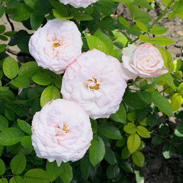 Роза Спрей Мадам Бомбастик Садовита