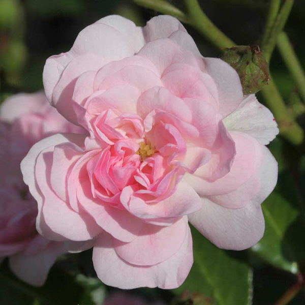 Роза почвопокровная Фейри Садовита