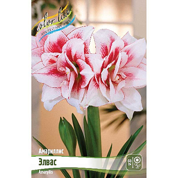 Амариллис Элвас 22/24 1 шт 
