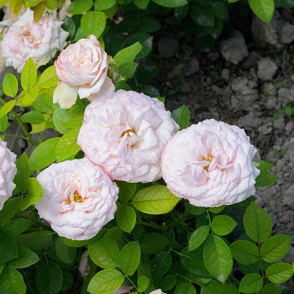 Роза Спрей Мадам Бомбастик Садовита