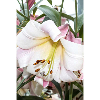 Лилия Истерн Мун 12/14 5 шт Садовита