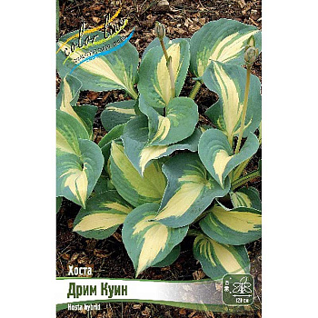 Хоста Дрим Куин 1 n 1 шт